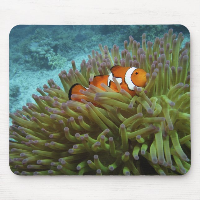 Western Clownfisch (Amphiprion ocellaris) Mousepad (Vorne)