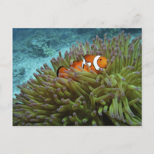 Western Clownfisch (Amphiprion ocellaris) Postkarte (Vorderseite)