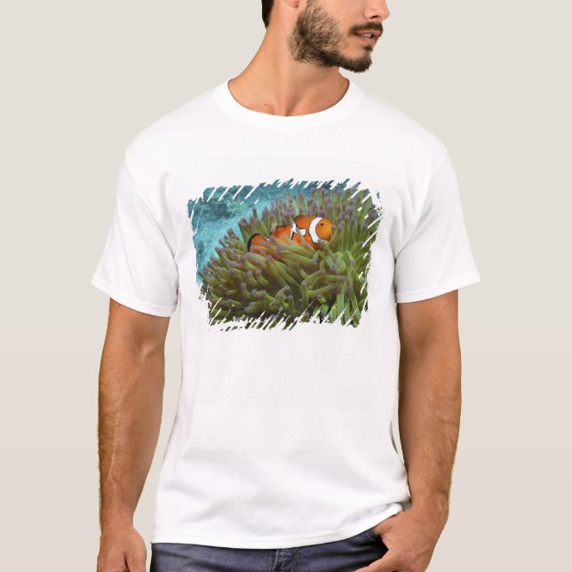 Western Clownfisch (Amphiprion ocellaris) T-Shirt (Vorderseite)