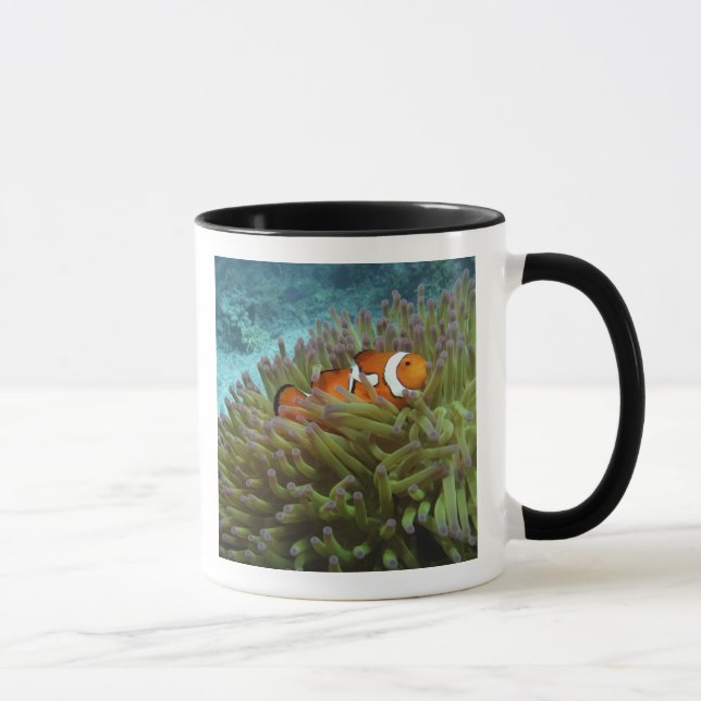 Western Clownfisch (Amphiprion ocellaris) Tasse (Rechts)