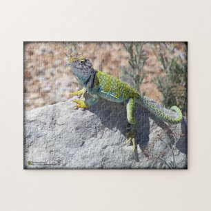 Western Collared Lizard auf Rock Foto