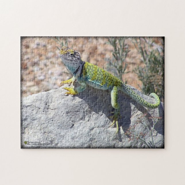 Western Collared Lizard auf Rock Foto (Horizontal)