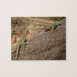Western Collared Lizards in Colorado