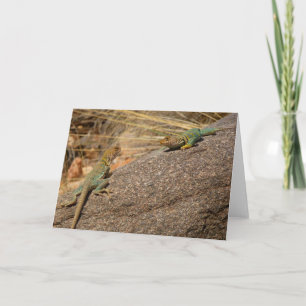 Western Collared Lizards in Colorado Karte