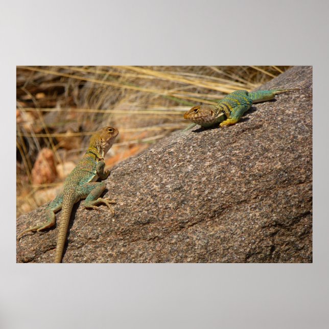 Western Collared Lizards in Colorado Poster (Vorne)