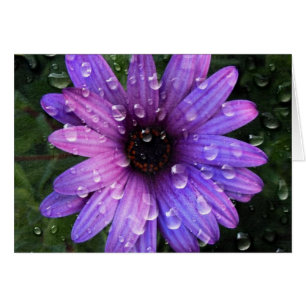 Western Country garden matin Dew mauve daisy