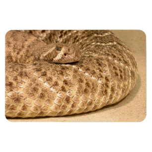 Western Diamondback-Schlange Magnet