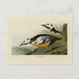 Western Duck von Audubon's Birds of America Postkarte