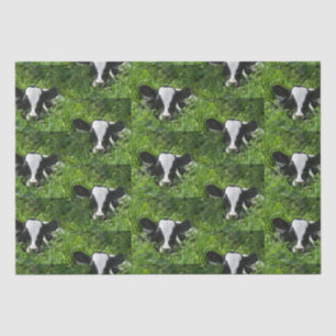 Western Farm Ranch Holstein Cala in Gras Seidenpapier