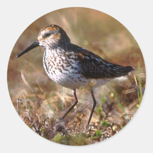 Western-Flussuferläufer Runder Aufkleber