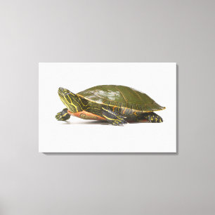 Western gemalte Schildkröte (Chrysemys picta Leinwanddruck