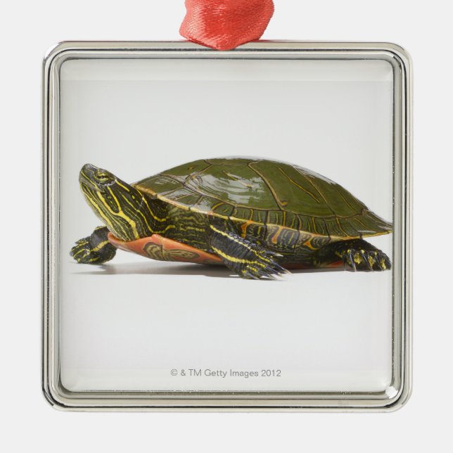 Western gemalte Schildkröte (Chrysemys picta Ornament Aus Metall (Vorne)