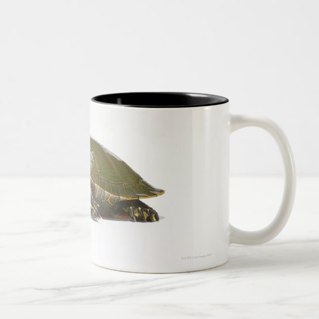 Western gemalte Schildkröte (Chrysemys picta Zweifarbige Tasse (Rechts)