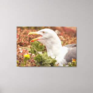 Western Gull Leinwanddruck