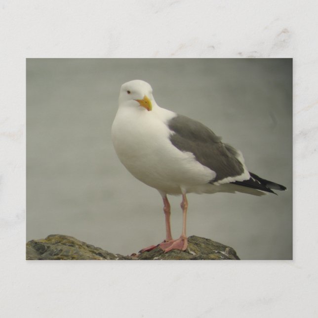 Western Gull Postcard Postkarte (Vorderseite)