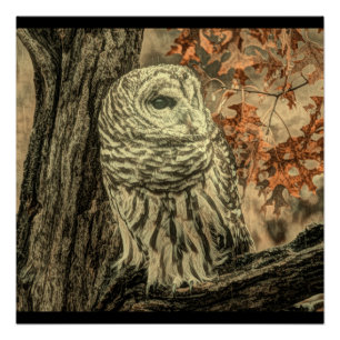 Western Herbst Blätter Eichenbaum Poster