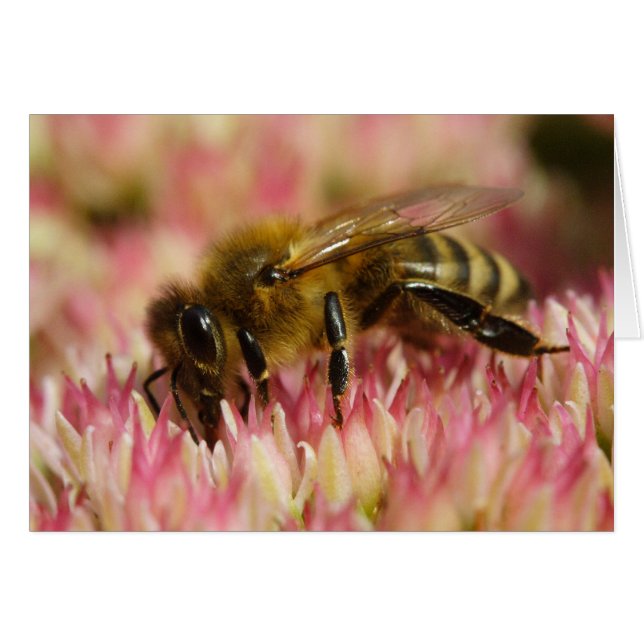 Western Honey Bee (Vorderseite (Horizontal))