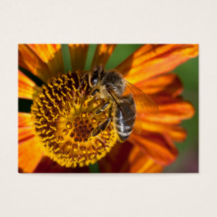 Western Honey Bee Macro Foto