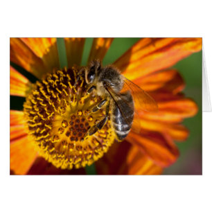 Western Honey Bee Macro Foto