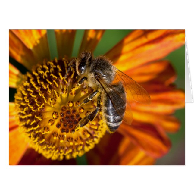 Western Honey Bee Macro Foto (Vorderseite (Horizontal))