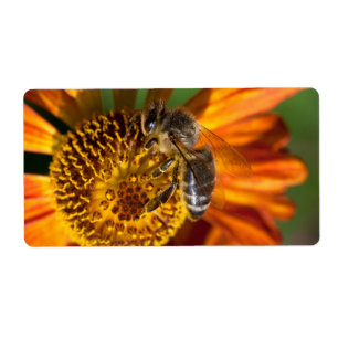 Western Honey Bee Macro Foto