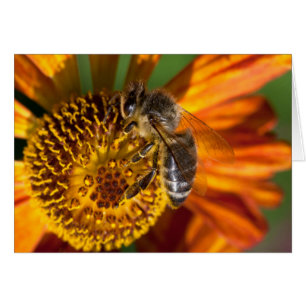 Western Honey Bee Macro Foto