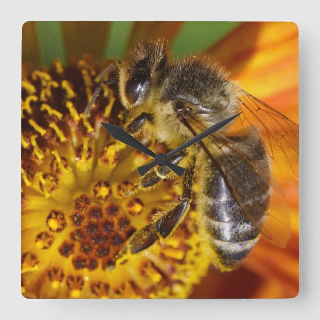 Western Honey Bee Macro Foto Quadratische Wanduhr (Vorderseite)