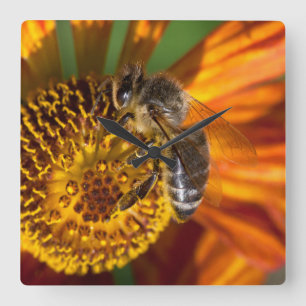 Western Honey Bee Macro Foto Quadratische Wanduhr