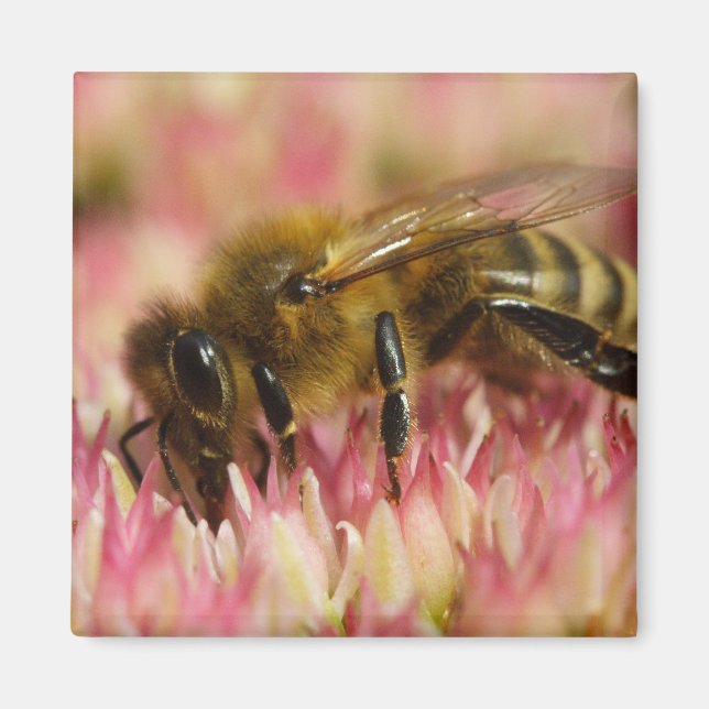 Western Honey Bee Macro Magnet (Vorne)