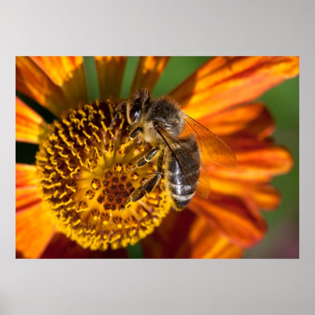 Western Honey Bee Macro Photo Poster (Vorne)