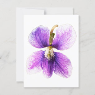 Western-Hunde Violett. Postkarte