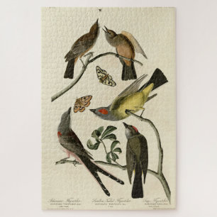 Western Kingbird, etc - Audubons Vögel in Amerika