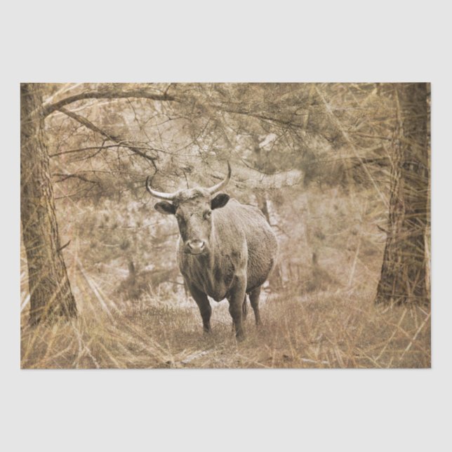 Western Longhorn Bull Seidenpapier (Vorderseite)