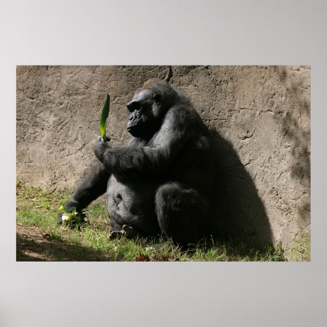 Western Lowland Gorilla Poster (Vorne)