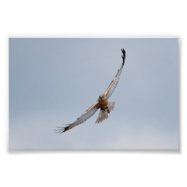 Western Marsh harrier Foto drucken