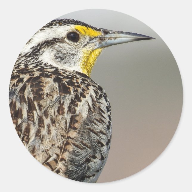 Western Meadowlark-Aufkleber Runder Aufkleber (Vorderseite)