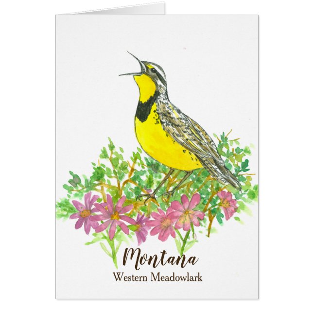 Western Meadowlark Bitterroot Montana Bonjour (Devant)