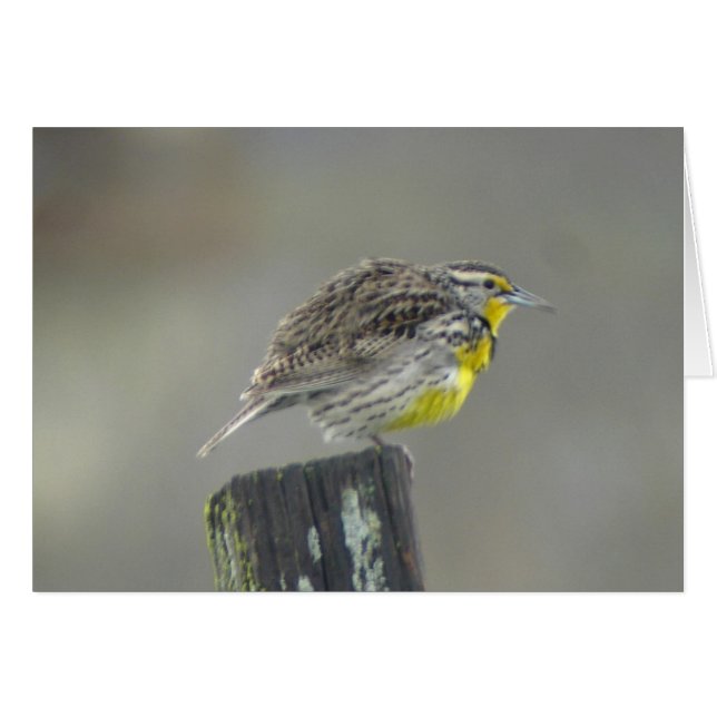 Western Meadowlark-Karte (Vorderseite (Horizontal))