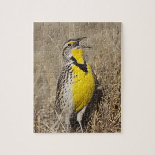Western Meadowlark (Strunella neglecta)