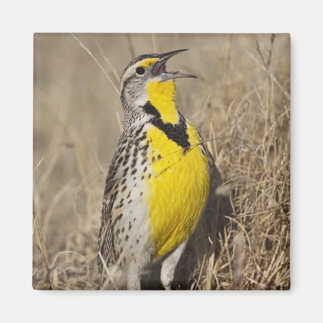 Western Meadowlark (Strunella neglecta) Magnet (Vorne)