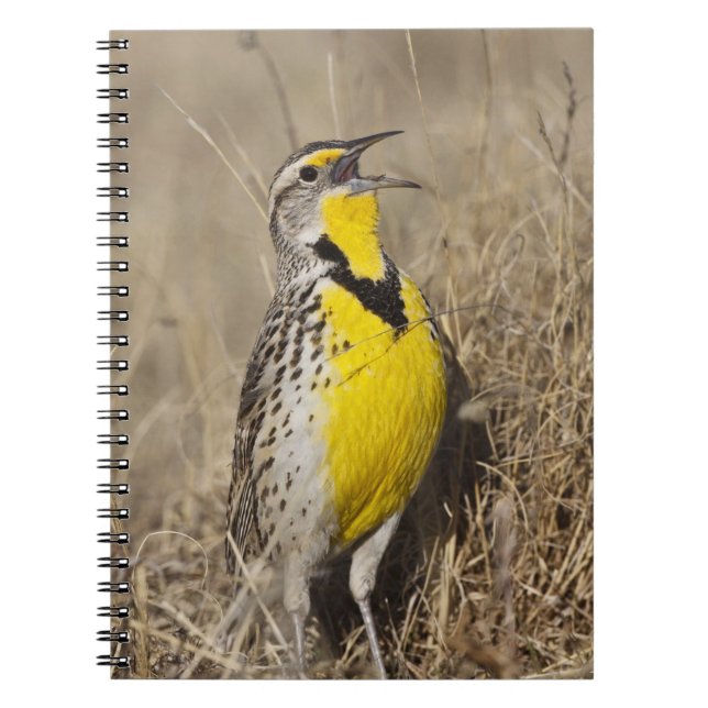 Western Meadowlark (Strunella neglecta) Notizblock (Vorderseite)