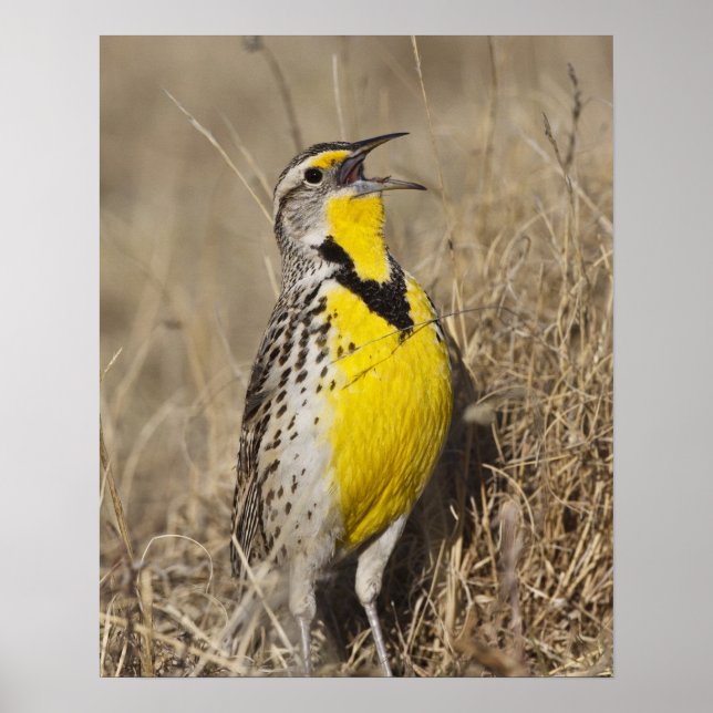 Western Meadowlark (Strunella neglecta) Poster (Vorne)