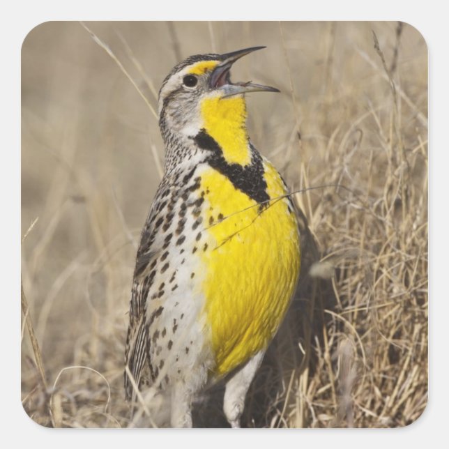Western Meadowlark (Strunella neglecta) Quadratischer Aufkleber (Vorderseite)