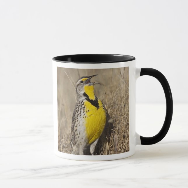 Western Meadowlark (Strunella neglecta) Tasse (Rechts)