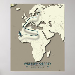 Western Osprey Migration Map - Minimalistisch Vint Poster