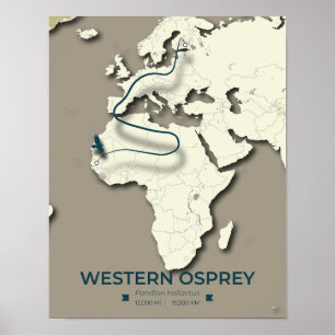 Western Osprey Migration Map - Minimalistisch Vint Poster