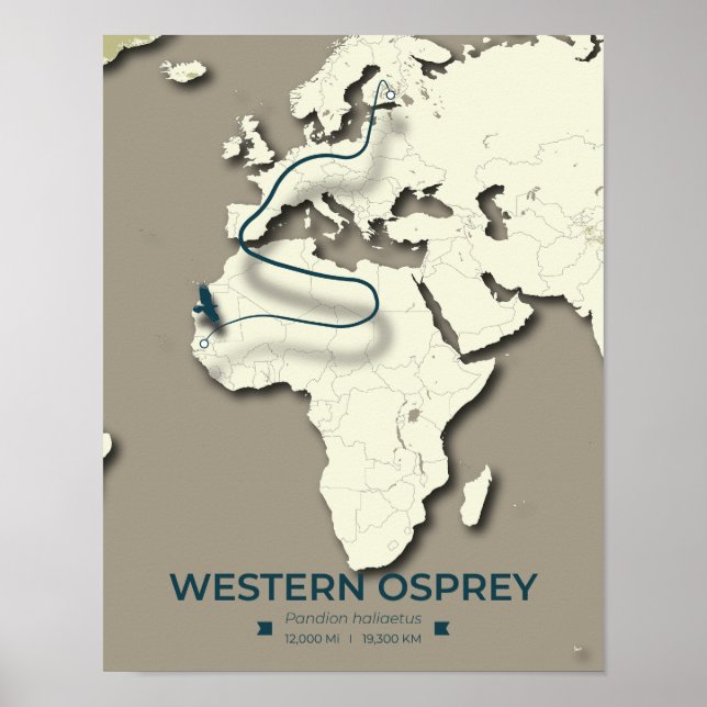 Western Osprey Migration Map - Minimalistisch Vint Poster (Vorne)
