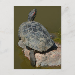 Western Painted Turtle Postcard Postkarte