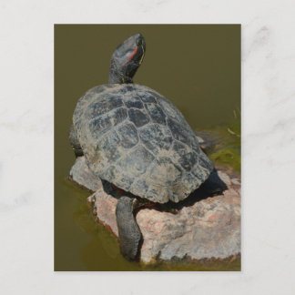 Western Painted Turtle Postcard Postkarte