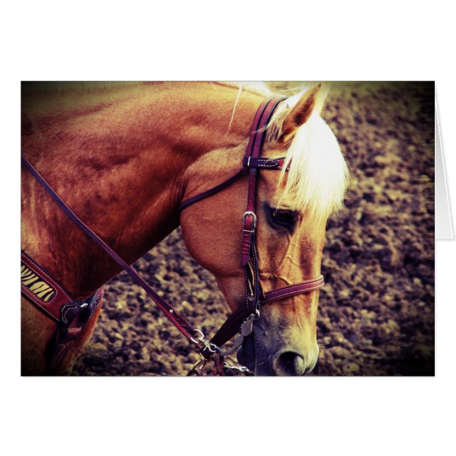 Western Palomino (Vorderseite (Horizontal))